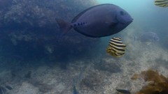 Prionurus microlepidotus