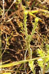 Gnidia chrysophylla