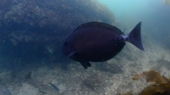 Prionurus microlepidotus