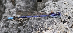 Argia hinei