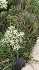 Eupatorium altissimum
