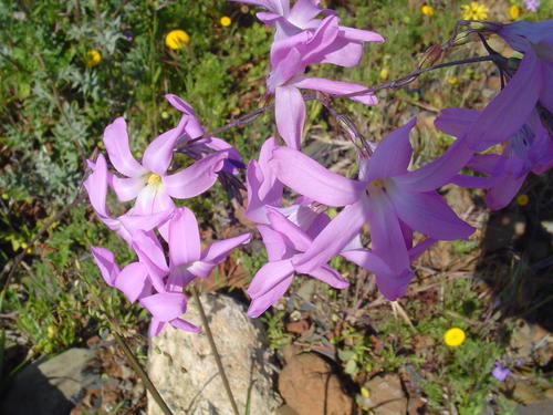 Ixia robusta