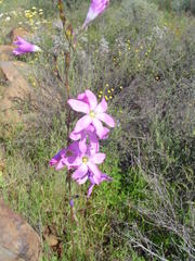 Ixia rapunculoides