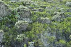 Euchaetis albertiniana