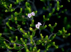 Euchaetis albertiniana