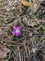 Dianthus chinensis