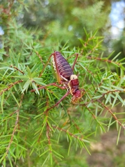Parasteropleurus perezii