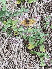 Melitaea cinxia
