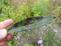 Puccinia cnici-oleracei