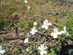 Nemesia leipoldtii
