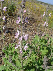 Salvia disermas