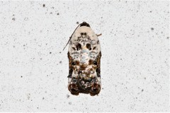 Acleris nivisellana