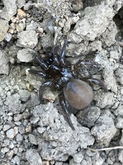 Aliatypus