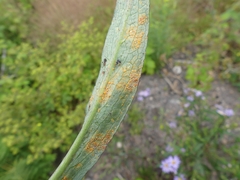 Puccinia cnici-oleracei