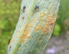 Puccinia cnici-oleracei