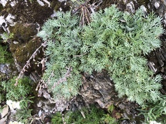 Artemisia kawakamii