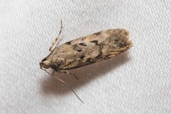 Chionodes pereyra