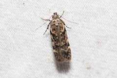 Chionodes pereyra