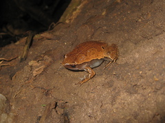 Hamptophryne boliviana