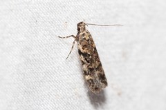 Chionodes pereyra