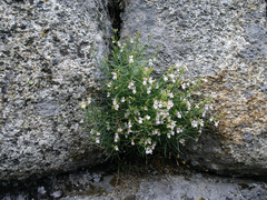 Pseudomisopates rivas-martinezii