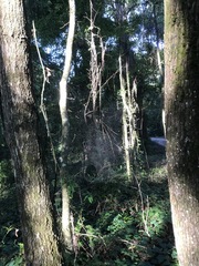 Araneae