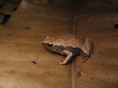 Hamptophryne boliviana