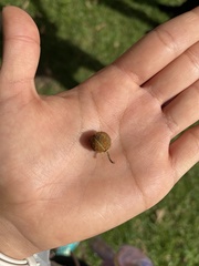 Croton magdalenensis