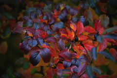 Cotoneaster lucidus