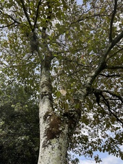 Croton magdalenensis