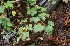 Ribes laxiflorum
