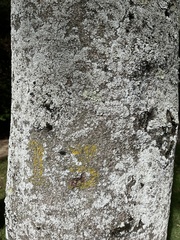 Croton magdalenensis