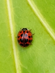 Harmonia axyridis