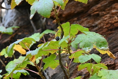 Ribes laxiflorum
