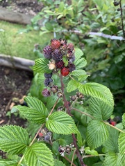 Rubus niveus