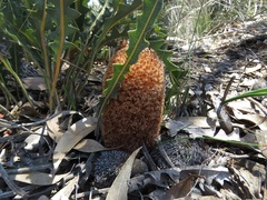 Banksia gardneri