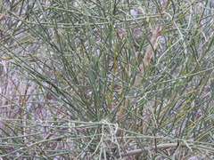 Ephedra triandra