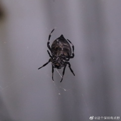 Araneus ventricosus