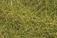 Restio gaudichaudianus