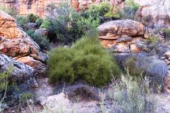 Restio gaudichaudianus