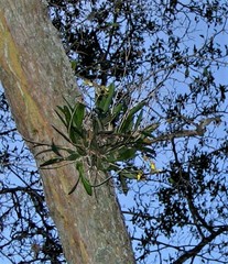 Gomesa bifolia