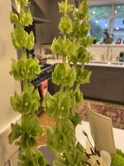 Moluccella