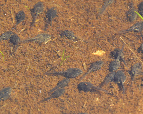 Vandijkophrynus angusticeps