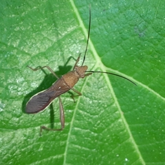 Riptortus linearis