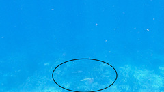 Sepioteuthis sepioidea