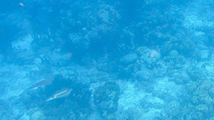 Sepioteuthis sepioidea