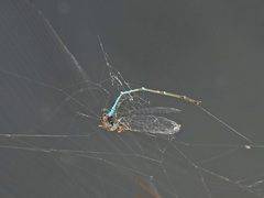Pseudagrion microcephalum