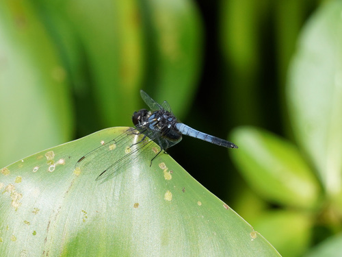 Blue Adjutant