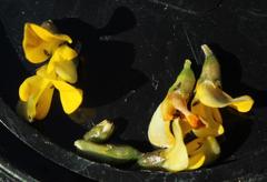 Aspalathus vulnerans