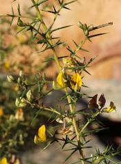 Aspalathus vulnerans